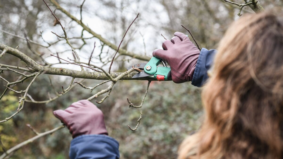 Mit-K-ltereiz-berlisten-Wie-man-Barbarazweige-an-Weihnachten-zum-Bl-hen-bringt