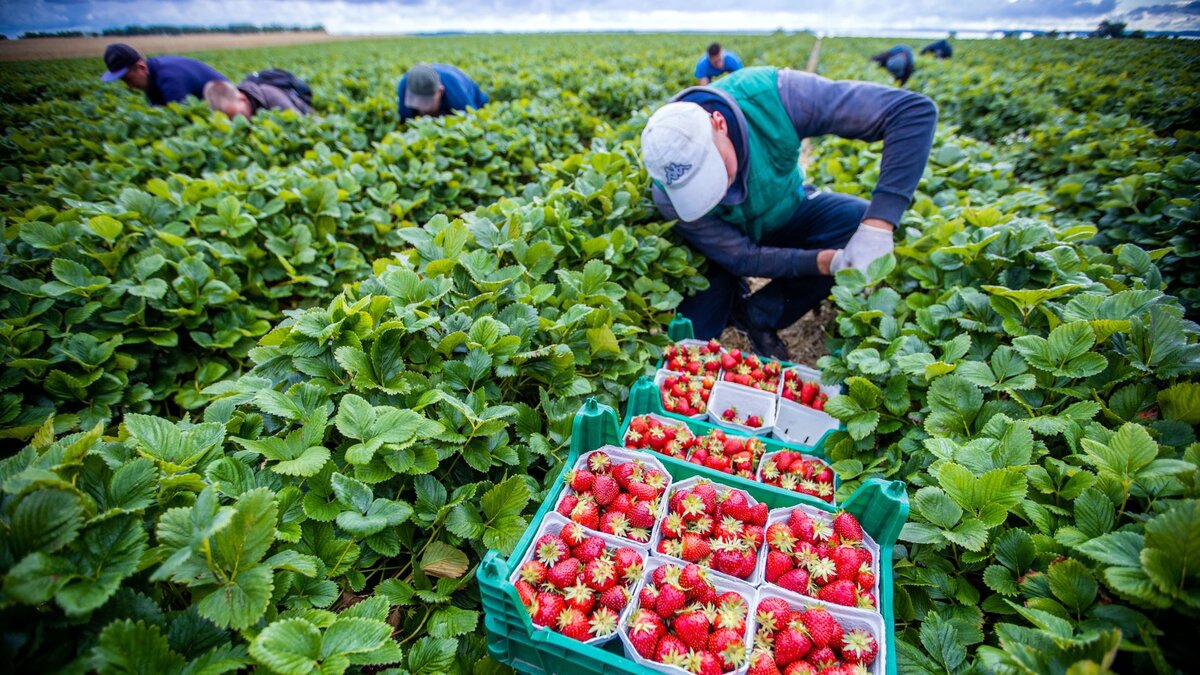 -Lohn-der-die-W-rde-des-Menschen-achtet-Hilfswerk-Renovabis-verteidigt-Mindestlohn-f-r-Saisonarbeiter
