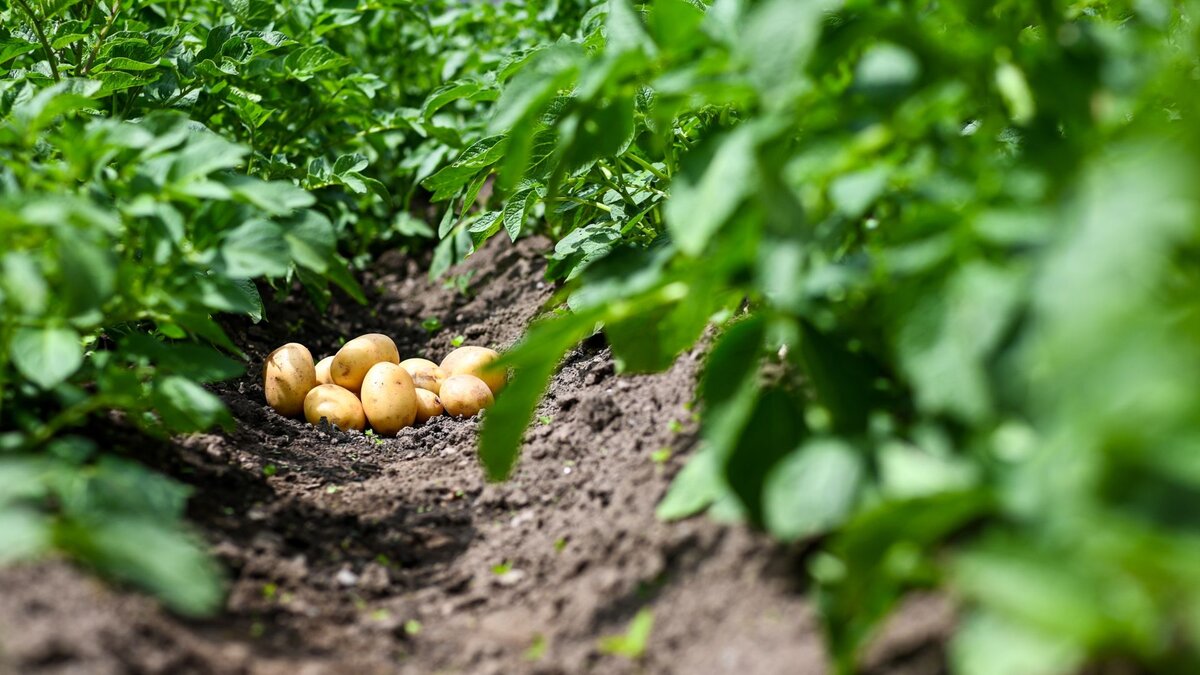 Garten-Balkon-oder-Hochbeet-Kirchliche-Kartoffelaktion-startet-mit-Pflanzsets-seltener-Sorten