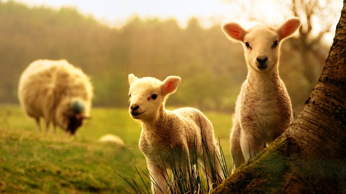 Agnes-Lämmer in Rom gesegnet | DOMRADIO.DE image