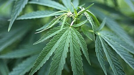 Produkte der Hanfpflanz (Cannabis) können Schmerzen lindern / © Oliver Berg (dpa)