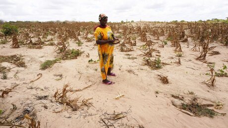 Eine Frau in Kenia steht auf einem verdorrten Maisfeld / © Dong Jianghui/XinHua (dpa)