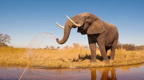 Welttag der Elefanten / © Donovan van Staden (shutterstock)