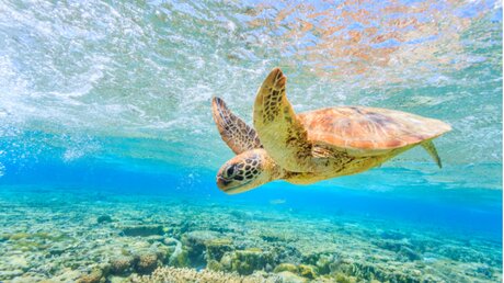 Auch Meeresschildkröten sind bedroht – Stichwort Mikroplastik (shutterstock)