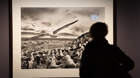 Ausstellung zum Projekt "Genesis" des Fotografen Sebastiao Salgado / © Maurizio Gambarini (dpa)