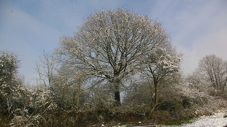 Baum in der Winter-Landschaft / © Angela Krumpem (ak)