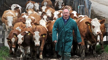 Benediktiner-Frater Richard Schmidt bringt eine Herde Kühe aus dem Stall / © Katharina Ebel (KNA)