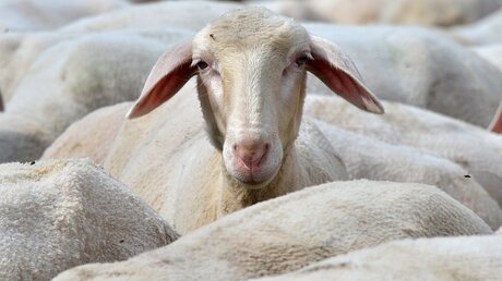 Das Schächten von Schafen während des islamischen Opferfestes gilt als religiöses Gebot / © Martin Schutt (dpa)