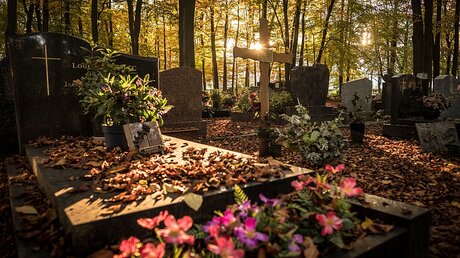 Die Sonne scheint durch die Bäume auf die Blumen vor einem Grab und die Grabsteine auf dem Friedhof im Park von Clamart / © Olivier Donnars (KNA)
