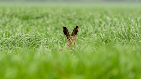 Ein Hase versteckt sich in einem Feld / © Mohssen Assanimoghaddam (dpa)
