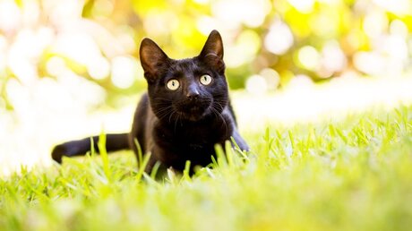 Ein schwarze Katze ist für manche ein Symbol für Aberglaube / © McCann Michelle (shutterstock)