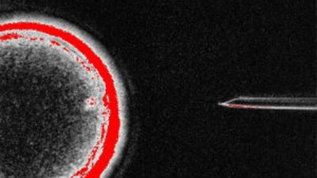Erstmals menschliche Zellen in embryonale Stammzellen umgewandelt / © OHSU (dpa)