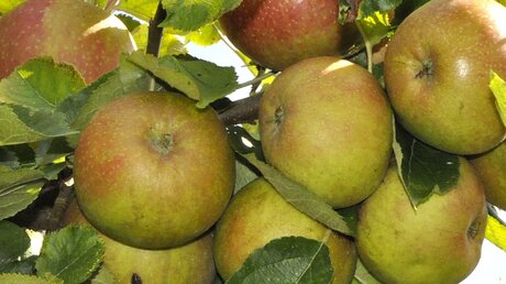Äpfel aus ökologischem Anbau / © Hanna Eder (epd)