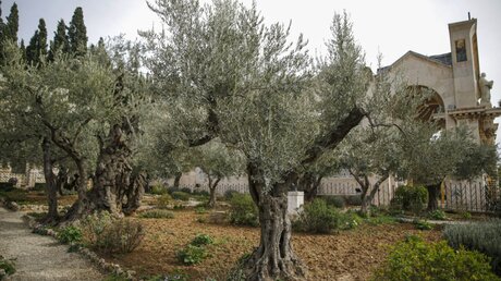 Olivenbäume im Garten Gethsemane am Fuße des Ölbergs in Jerusalem / © Corinna Kern (KNA)