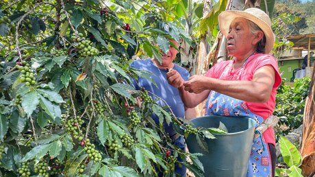 Eine ältere Frau erntet die Früchte der Kaffeepflanze in der Gemeinde El Tambo im südlichen Hochland Kolumbiens / © Alexander Brüggemann (KNA)