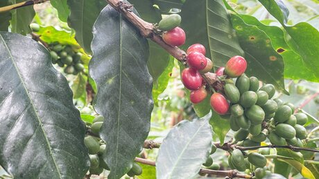 Rote und grüne Früchte einer Kaffeeepflanze in der Gemeinde El Tambo im südlichen Hochland Kolumbiens / © Alexander Brüggemann (KNA)
