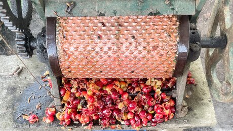 Rote Früchte der Kaffeepflanze in einer Mühle in der Gemeinde El Tambo im südlichen Hochland Kolumbiens / © Alexander Brüggemann (KNA)