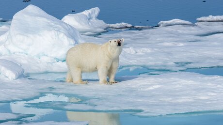 Symboldbild für den Klimawandel: Eisbär auf dem Eis.  / © Alexey Seafarer (shutterstock)