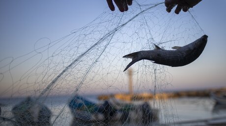  Ein Fischer befreit am frühen Morgen einen Fisch aus einem Netz / © Ariel Schalit (dpa)