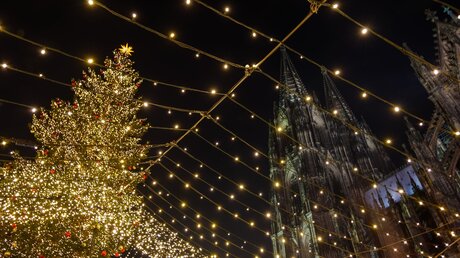 Großer Weihnachtsbaum am Kölner Dom während des Weihnachtsmarkts  / © Peeradontax (shutterstock)
