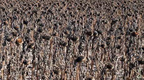 Ausgetrocknetes Sonnenblumenfeld in der Region Rhône-Alpes  / © Olivier Chassignole (dpa)