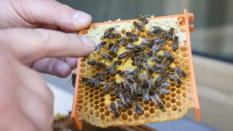 Wabe mit Bienen / © Julia Steinbrecht (KNA)