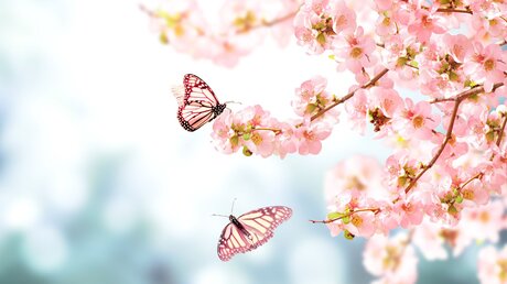 Schmetterlinge / © Lukiyanova Natalia frenta (shutterstock)