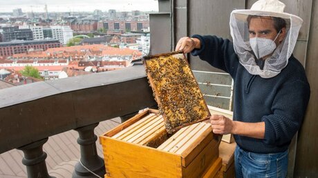 Imker David Hohmann kontrolliert seine Bienenstöcke auf dem Turm der Hauptkirche Sankt Michaelis, am 27. Mai 2021 in Hamburg / © Michael Althaus (KNA)