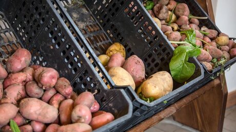 Kartoffeln / © Stefano dal Pozzolo (KNA)
