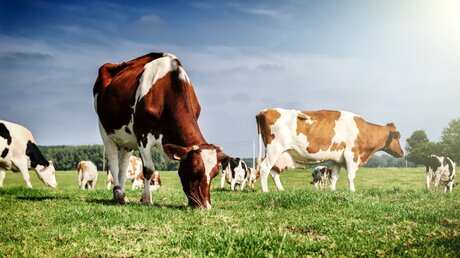 Kühe auf der Weide eines Bauernhofs / © symbiot (shutterstock)