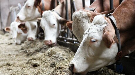 Milchkühe fressen Heu im Stall / © Benedikt Plesker (KNA)
