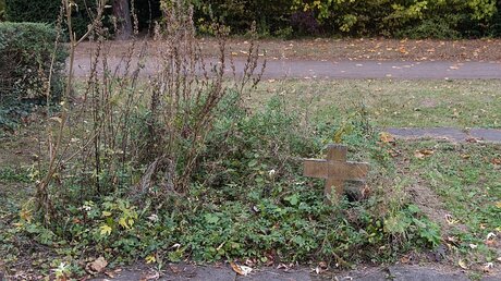 Mit Pflanzen überwuchertes, ungepflegtes Grab auf dem Nordfriedhof in Bonn / © Elisabeth Schomaker (KNA)