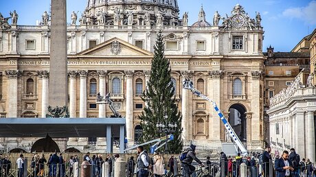Noch wird er geschmückt: Der Weihnachtsbaum auf dem Petersplatz / © Stefano Dal Pozzolo/Romano Siciliani (KNA)