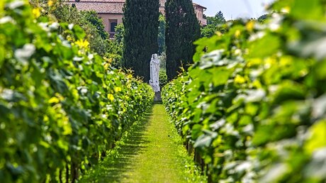 Der Weinberg auf dem Gelände der Päpstlichen Villen in Castel Gandolfo / © Stefano dal Pozzolo (KNA)