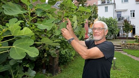 Reinhard Ader begutachtet die Früchte an einem Feigenbaum in seinem Garten in Speyer / © Klaus Landry (epd)