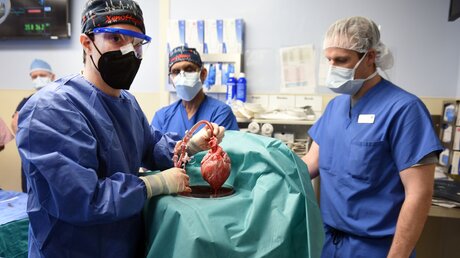 USA, Baltimore: Ärzte operieren an einem Schweineherz das in einen menschlichen Patienten eingesetzt wird / © Tom Jemski (dpa)