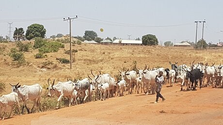 Viehherden in Nordnigeria  (KiN)