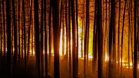 Waldbrände bedrohen die "grüne Lunge der Erde" im Amazonas / © Jair Ferreira Belafacce (shutterstock)