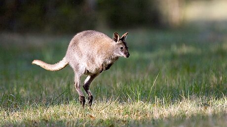 In Australien leben mehr Kängurus als Katholiken.  / © Philippe de Mauroy/CERF (dpa)
