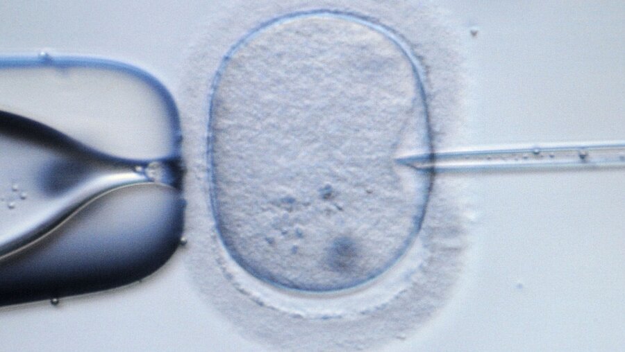 Bischöfe plädieren in der Embryonenforschung für strengen Schutz / ©  Ralf Hirschberger (dpa)
