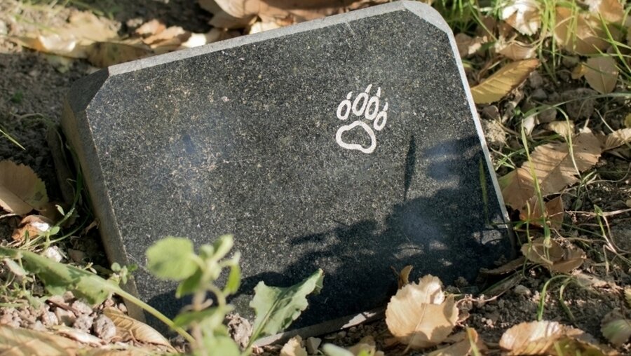 Abdruck einer Pfote auf einem Grabstein / © Daria Bezrukova (shutterstock)