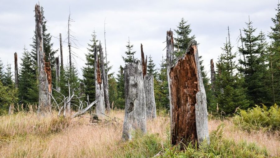 Baumstümpfe von abgestorbenen Fichten / © Christopher Beschnitt (KNA)
