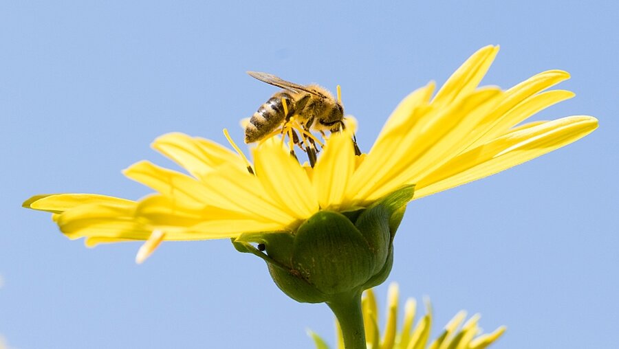 Biene auf Blüte  / © Mohssen Assanimoghaddam (dpa)