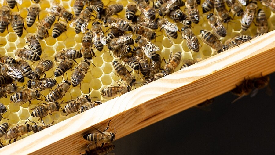 Bienen sammeln sich an einer Wabe / © Lisa Ducret (dpa)