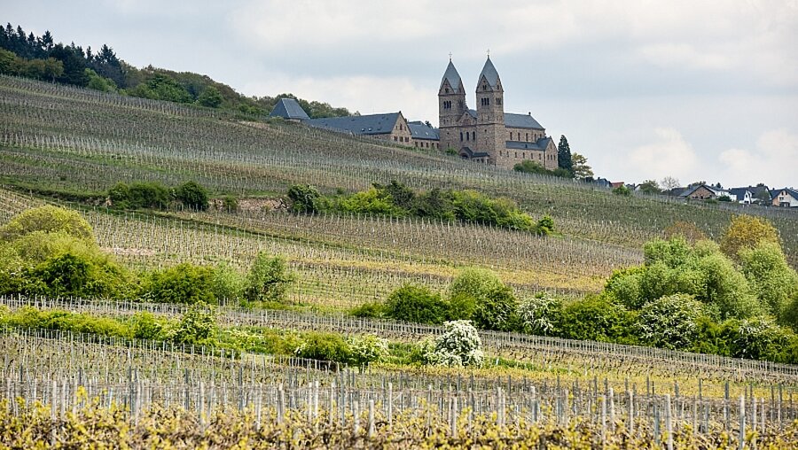 Blick über die Weinberge bei Rüdesheim auf die Abtei Sankt Hildegard / © Harald Oppitz (KNA)
