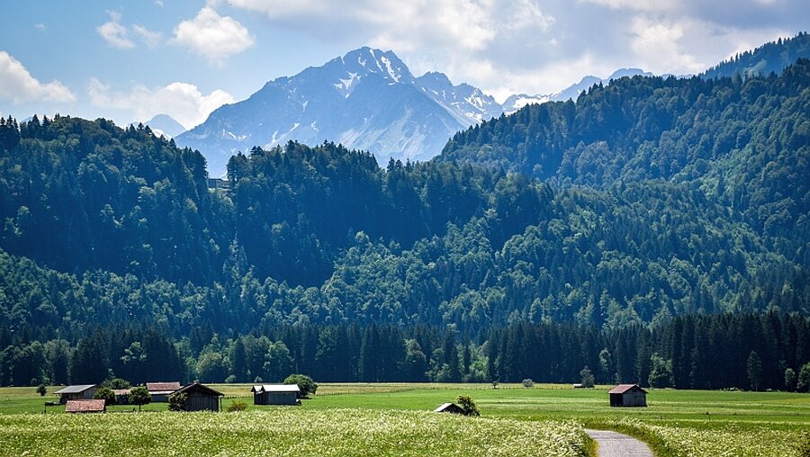 Blick über grüne Felder in den Allgäuer Alpen bei Oberstdorf / © Christopher Beschnitt (KNA)