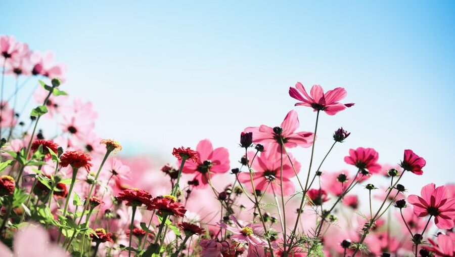Blumen blühen / © Sofiaworld (shutterstock)