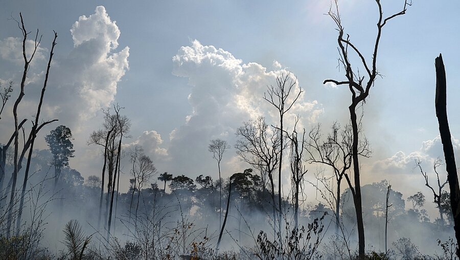 Brasilien, Novo Progresso: Verkohlte Bäume stehen in der Region Alvorada da Amazonia.  / © Leo Correa (dpa)