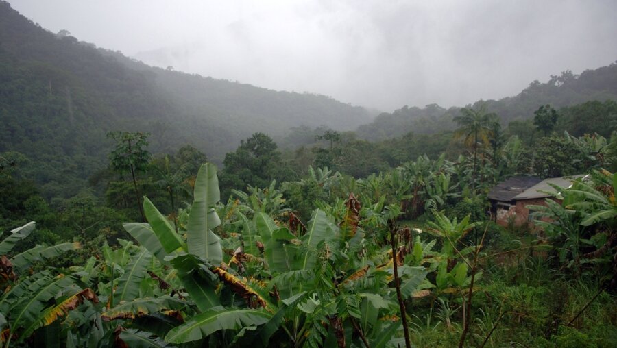 Regenwald in Brasilien (dpa)