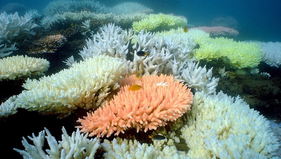 Korallen am Great Barrier Reef in Gefahr / © Aims (dpa)